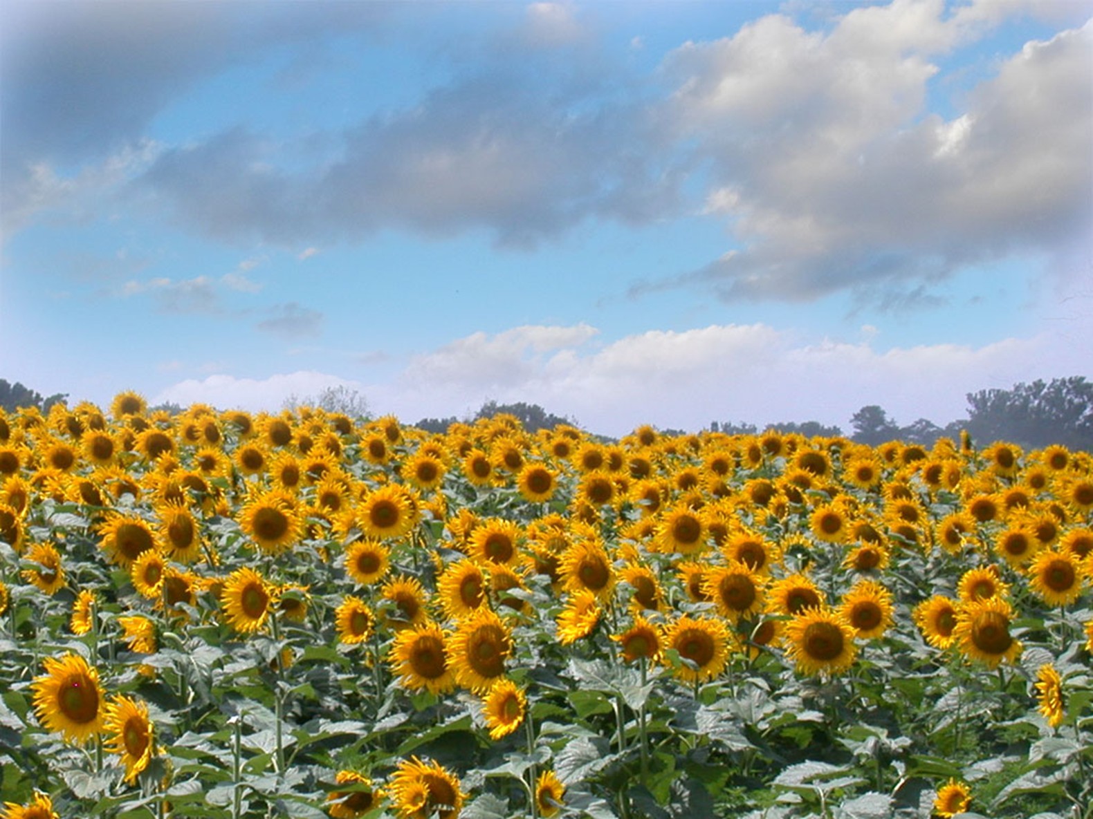 fg3-22-sunflower-field